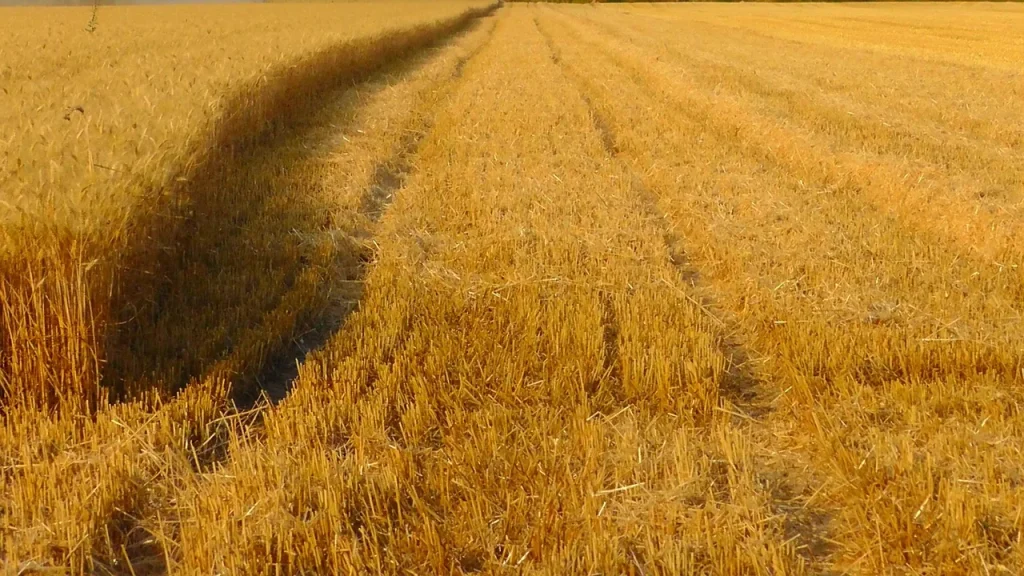Grain of Wheat: Lyrics and Meaning of the Religious Song