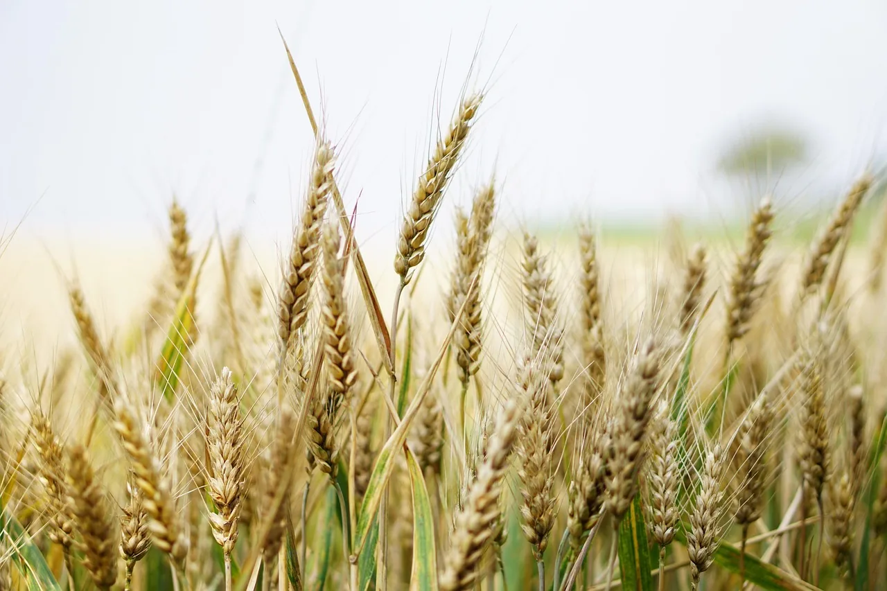 wheat ears religious song wheat ears religious song
